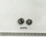 Click for 1 image(s) for this accession. FRUIT